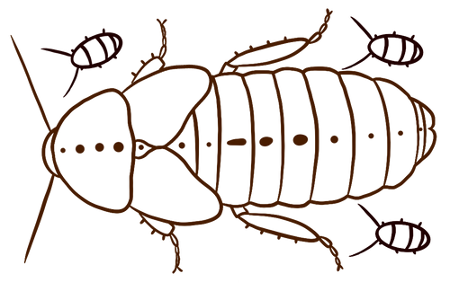 Mama Roach Feeder Insects