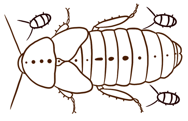 Mama Roach Feeder Insects